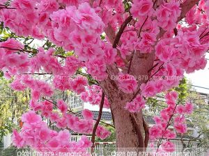 cây hoa đào giả