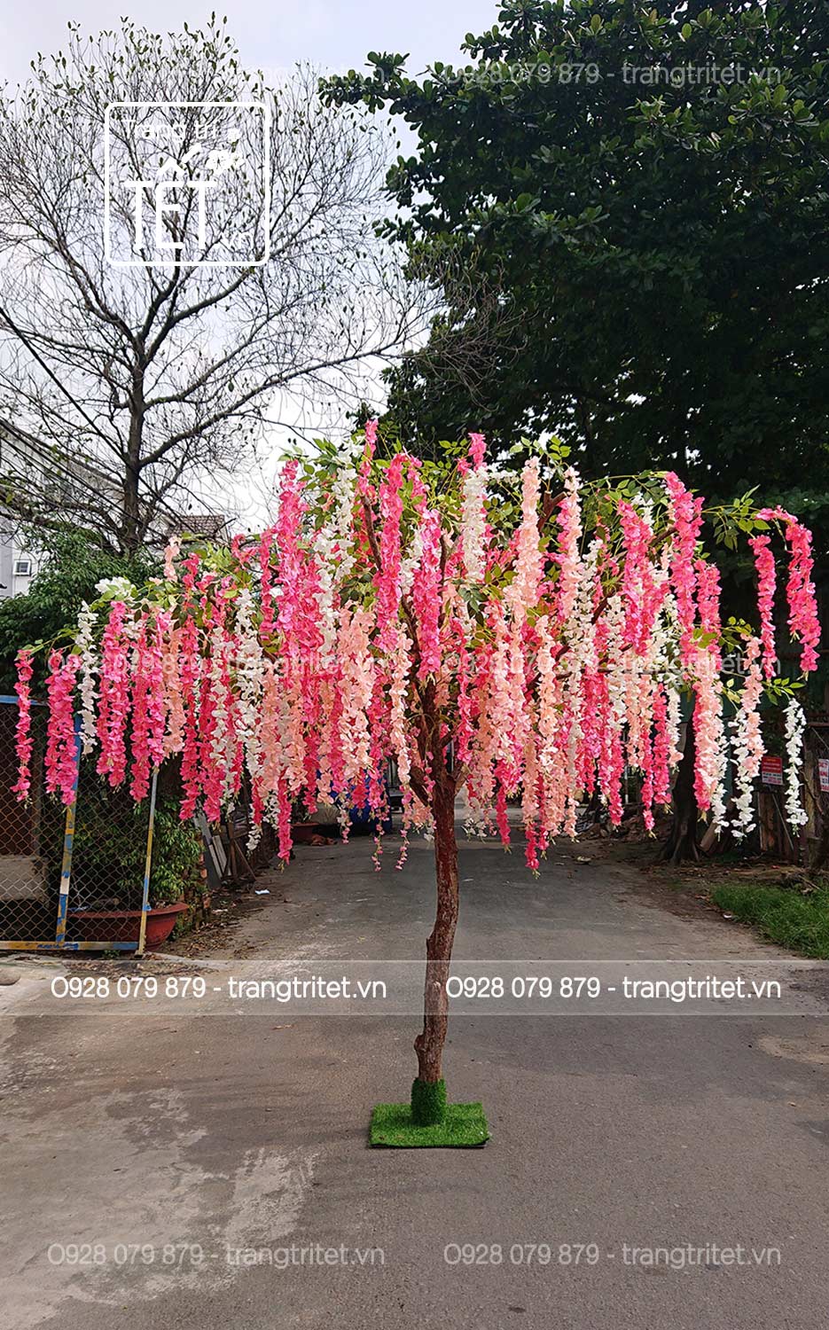 cay-hoa-tu-dang-1 cây hoa tử đằng