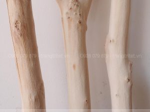 Cành cây khô decor
