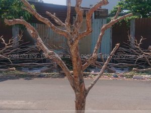 cây khô decor, cành cây khô decor