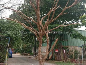 thân cây khô trang trí